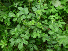 Agrimonia eupatoria